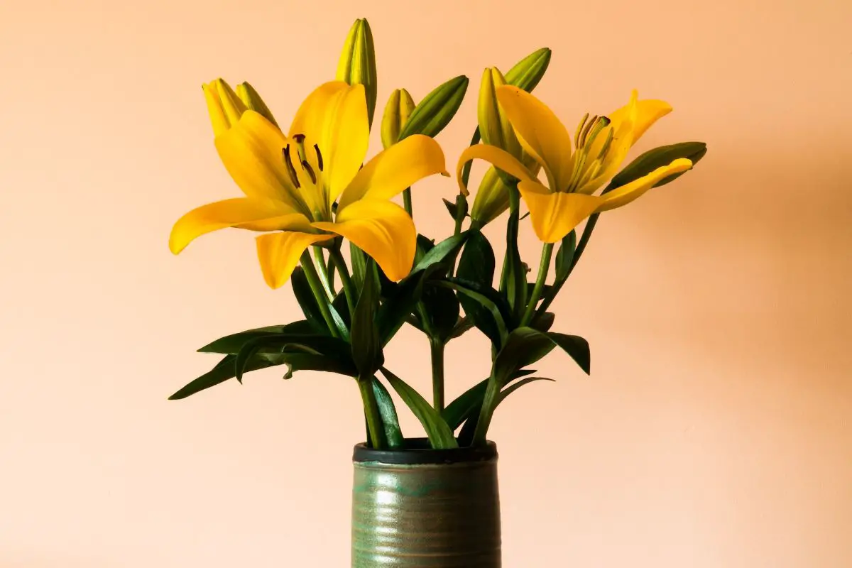 How to care for potted lilies: all the keys to keep them healthy