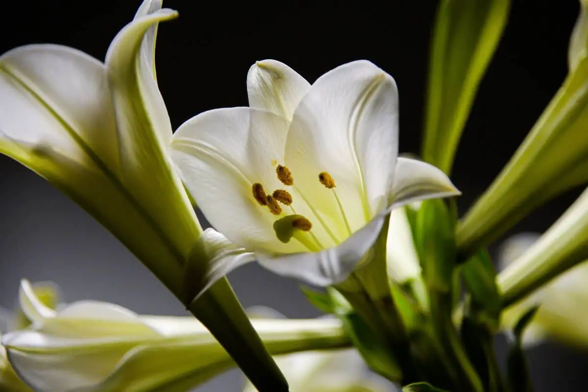 What to do with lilies after they bloom: what you need to know