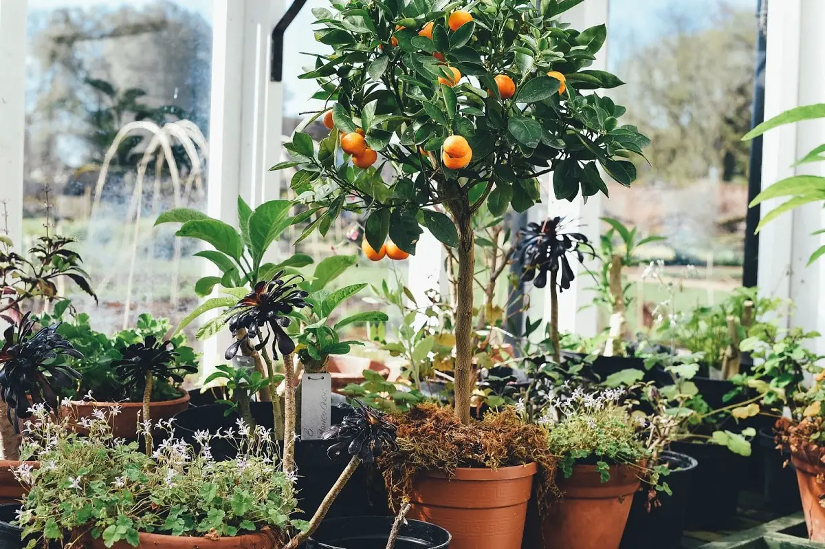 Potted peach tree care: the best tips