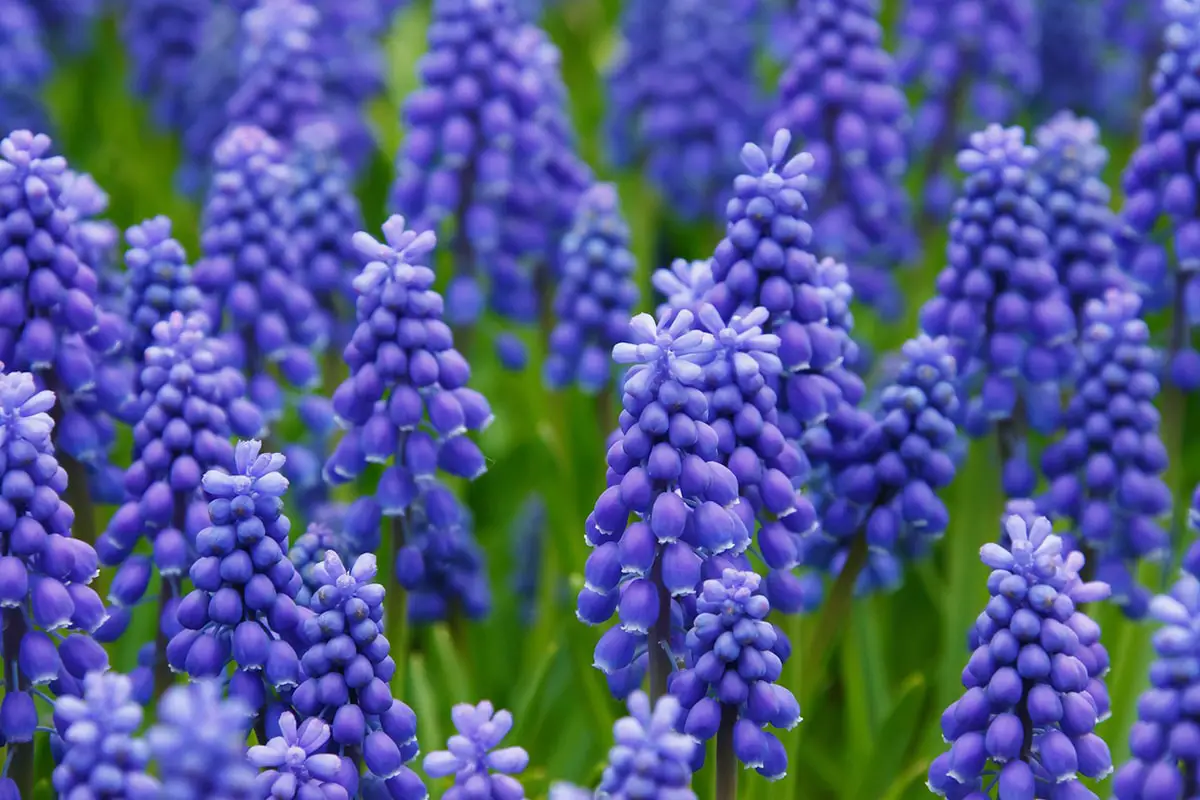 Blue Flowering Plants: 6 Popular Examples