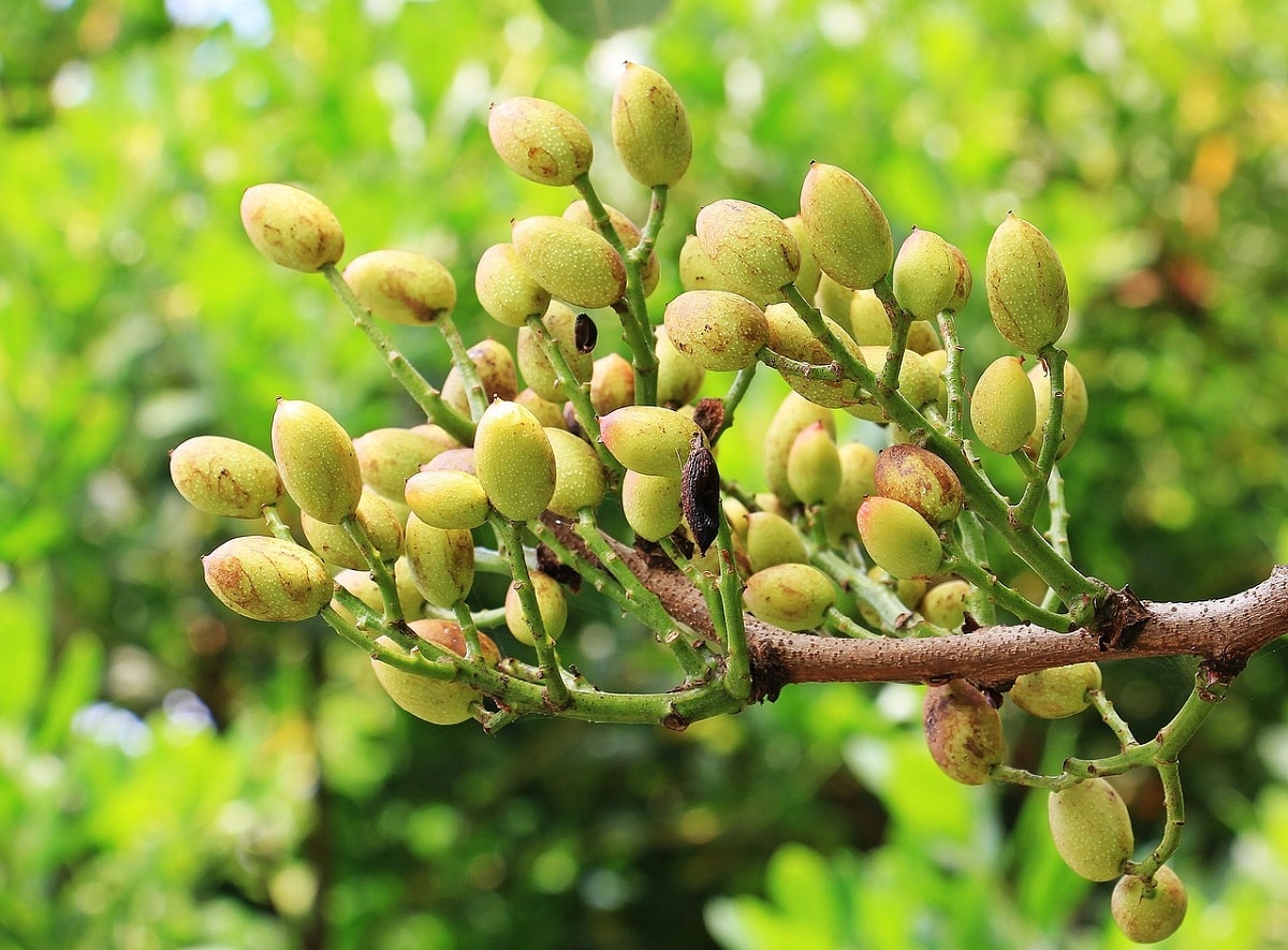 Pistachio pruning: how to do it, types and advantages