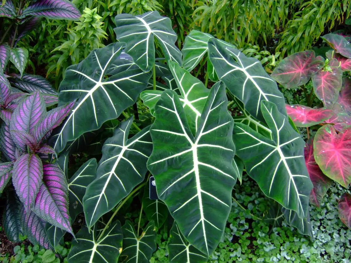 Alocasia frydek, this is the plant with green velvet leaves
