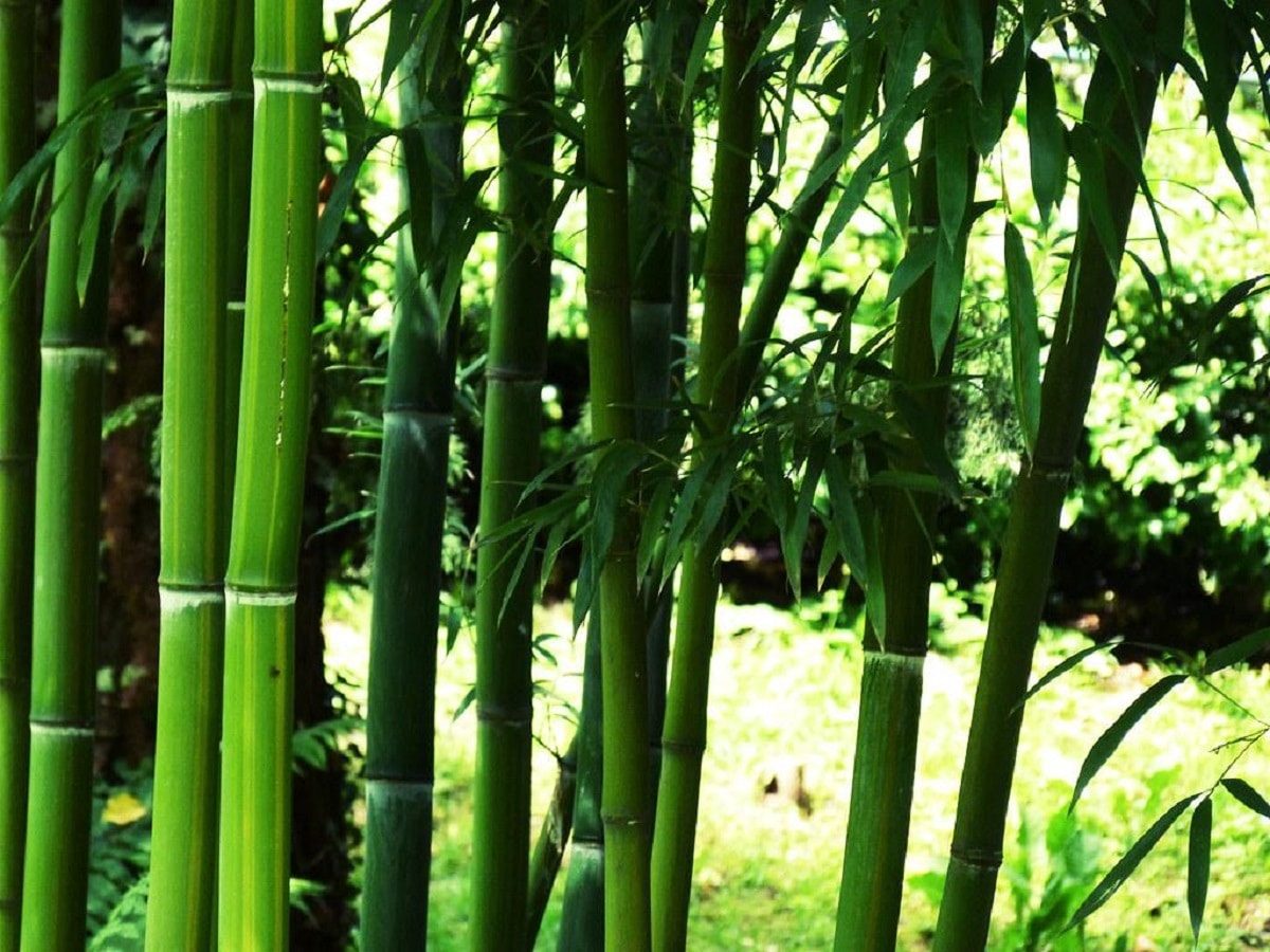 How to reproduce bamboo: the best tips and tricks