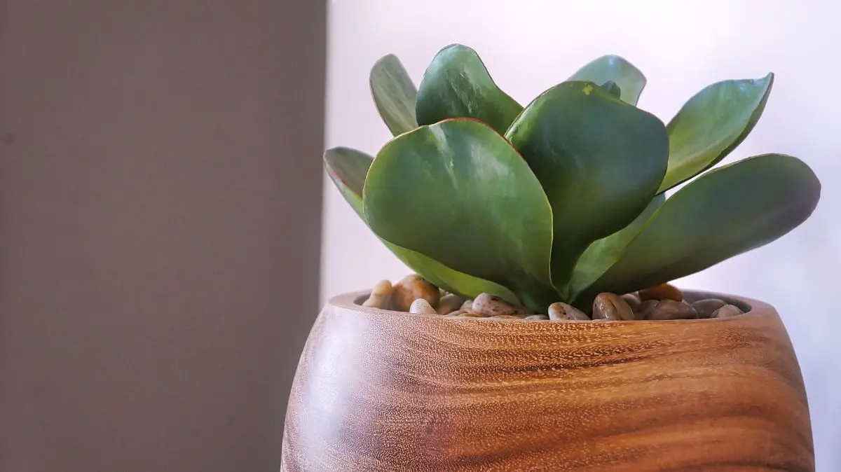 How To Buy Realistic Artificial Plants