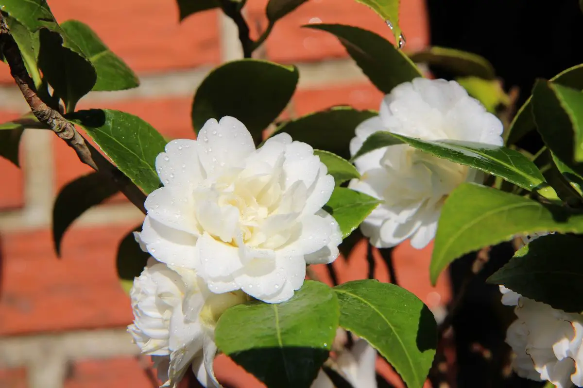 How to care for white camellias: most important care