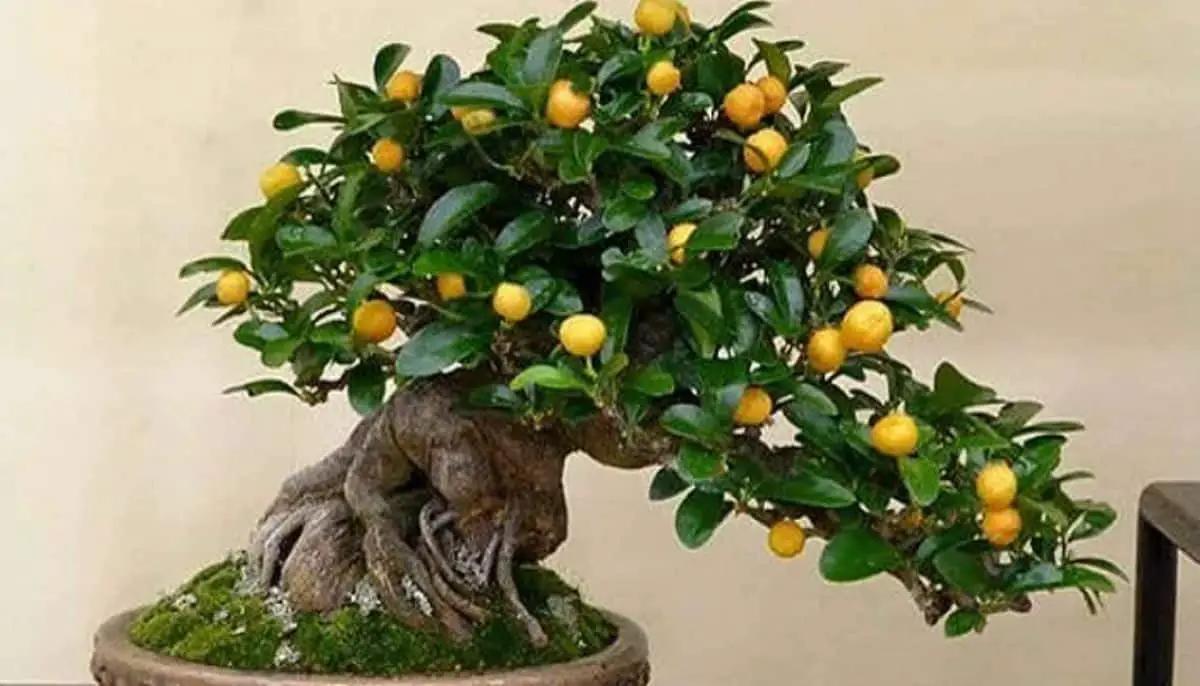How to make a lemon tree bonsai