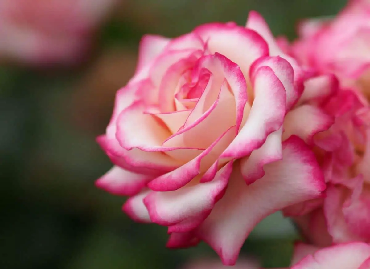 Rosa La Minuette, the incredible two-color flower that makes you fall in love
