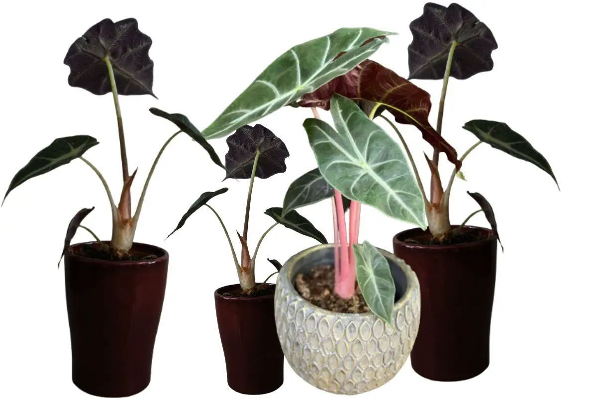 Alocasia pink dragon, the pink-stemmed plant you should know