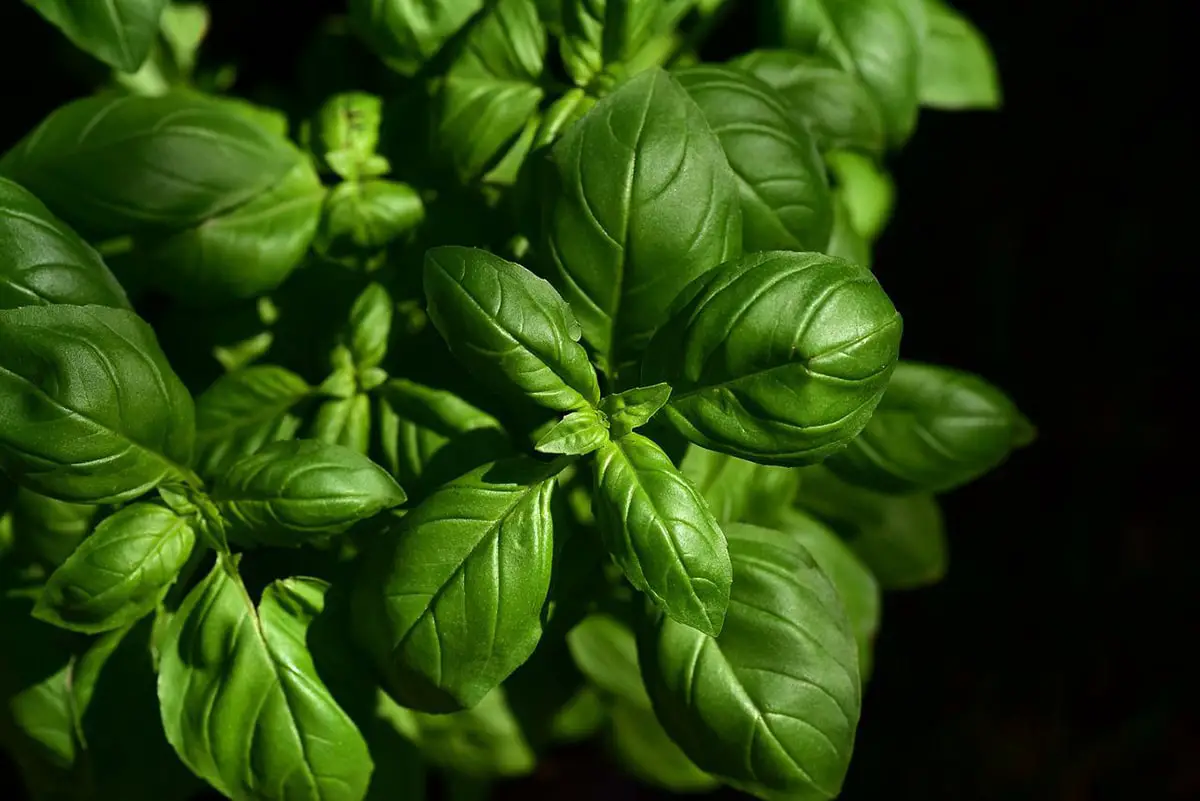 How to plant basil: Step by step and when to do it