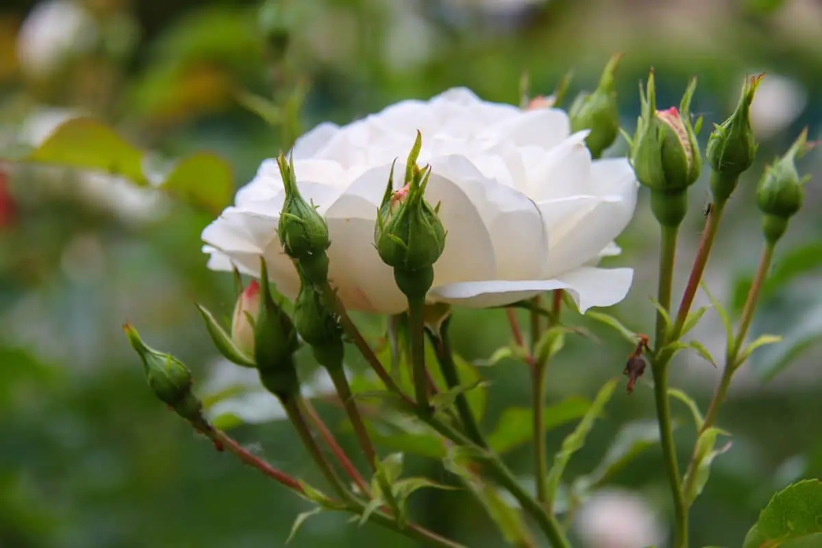 Rosa Iceberg: everything you need to know about this rose bush