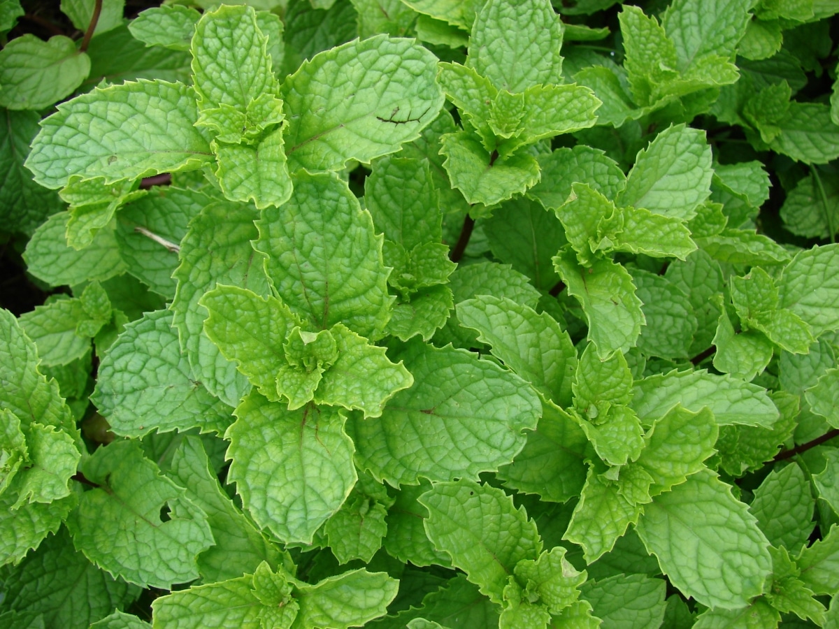 Peppermint: pests and treatment | Gardening On
