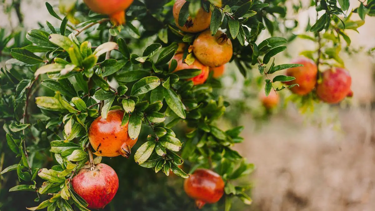 How to plant a pomegranate tree: the best tips and tricks