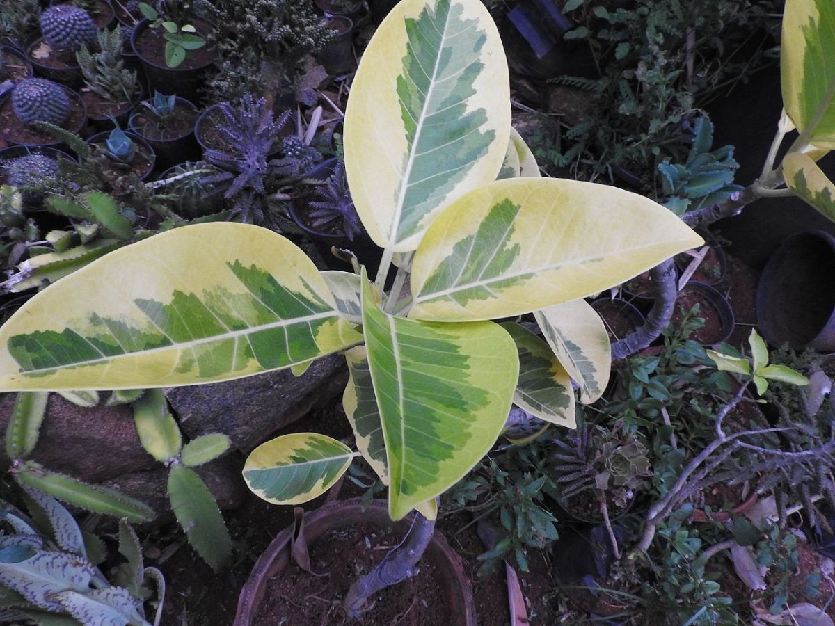 How to care for a ficus variegata: The keys to keep it healthy
