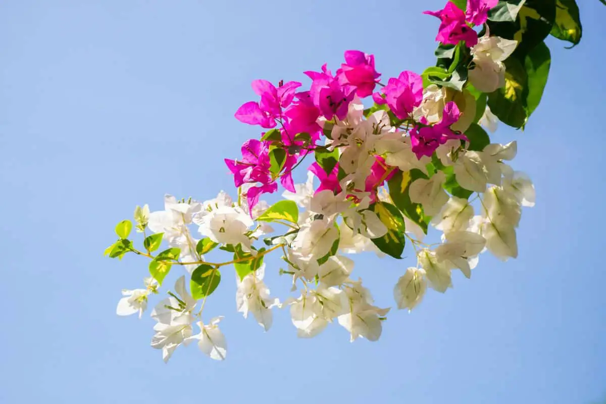 How to make bougainvillea cuttings: tips and tricks