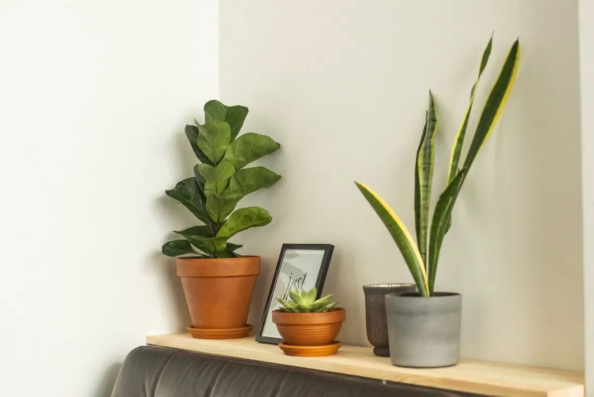 How to recover a sansevieria with excess water