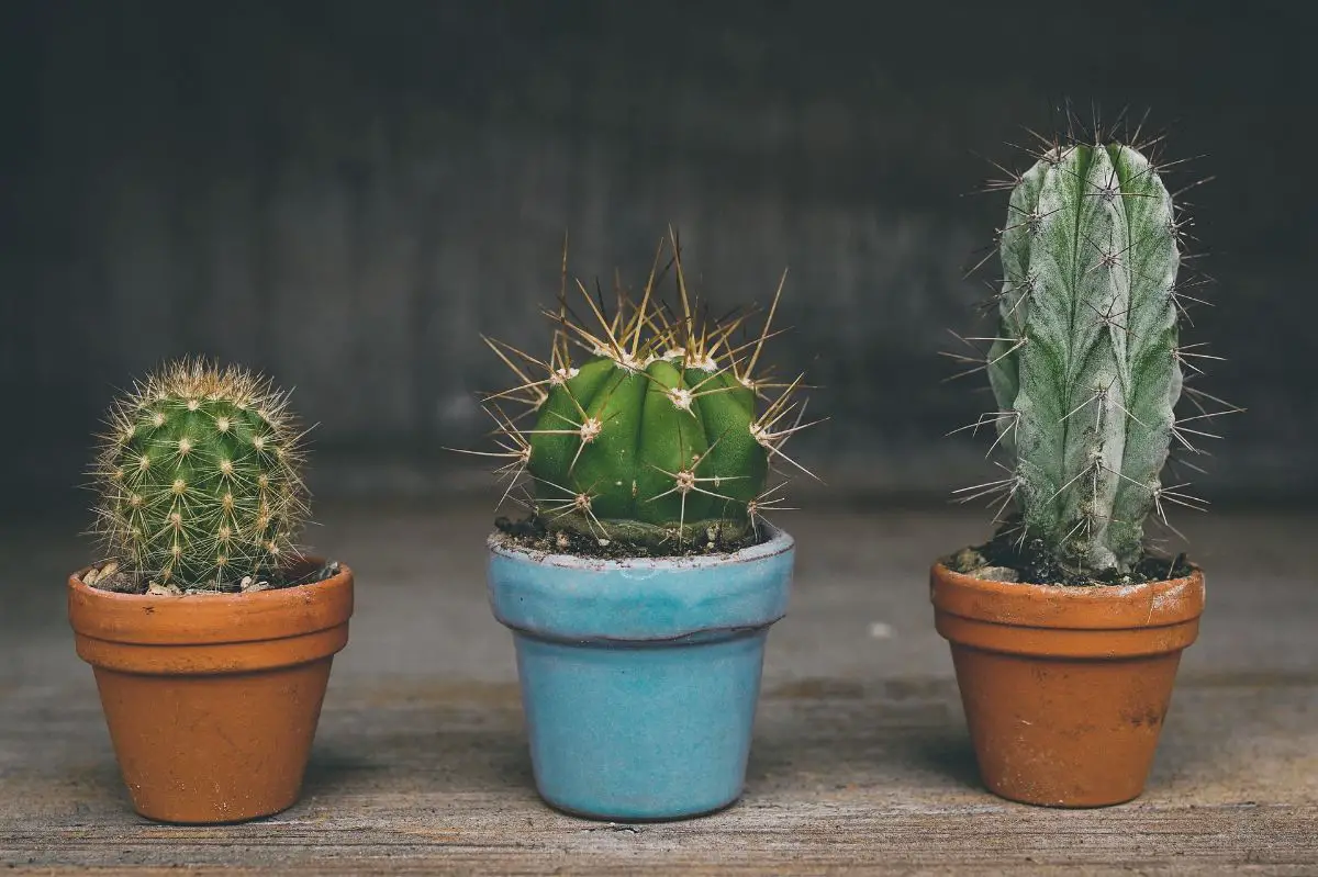 How to reproduce a cactus: all possible ways step by step