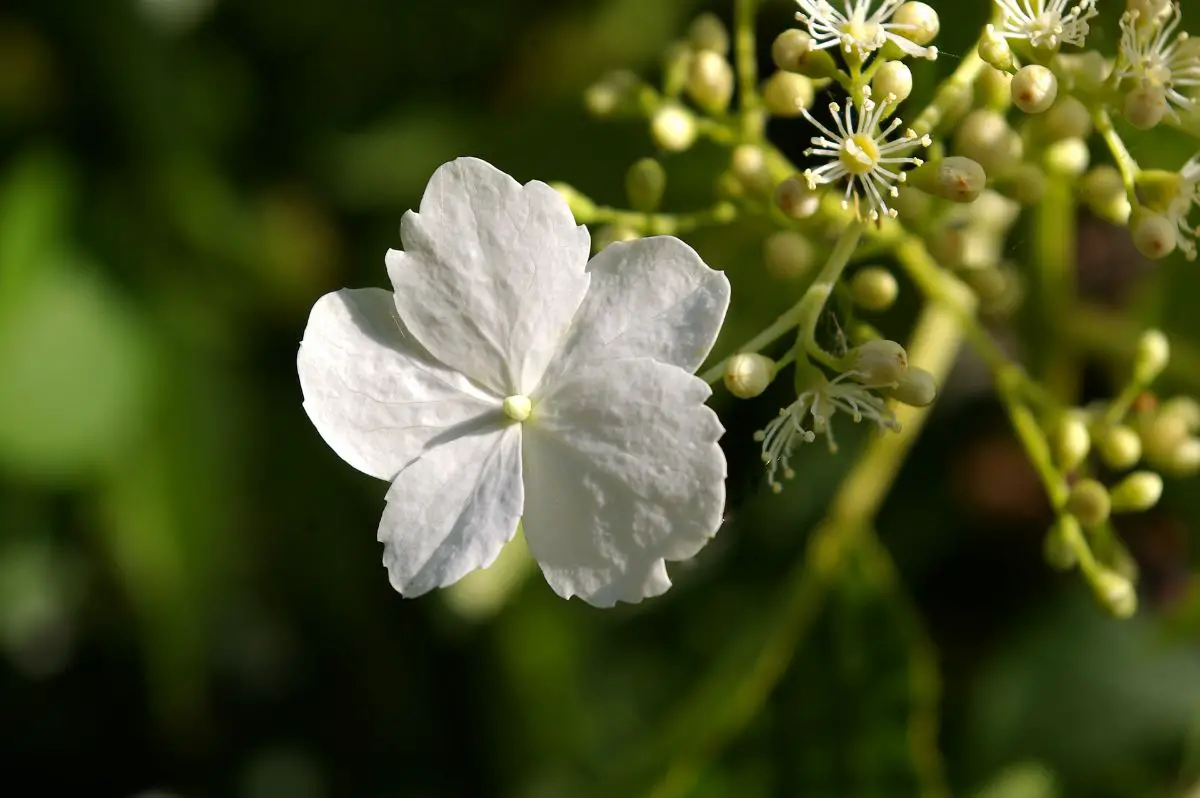 Hydrangea petiolaris (climbing hydrangea): characteristics and cultivation