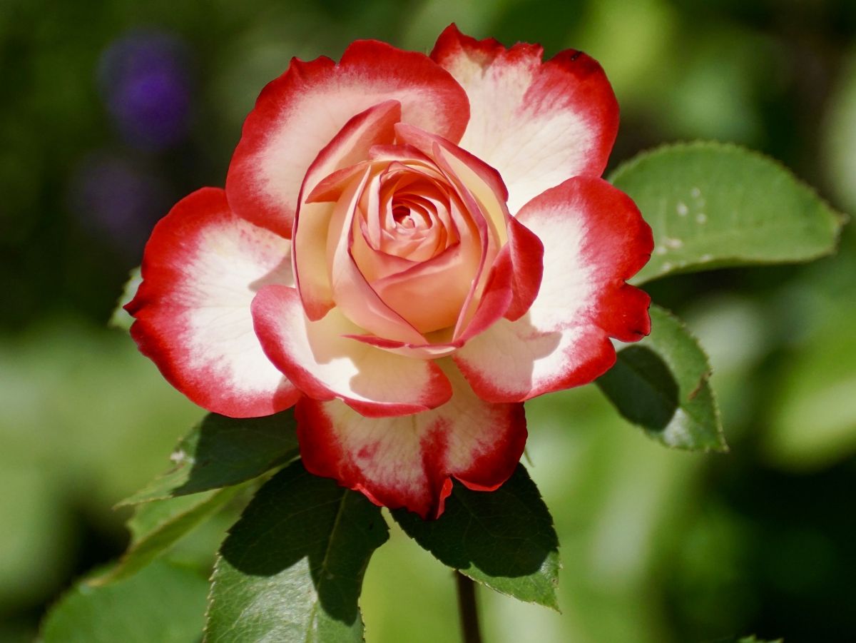 The rarest and most beautiful hybrid tea roses in the world