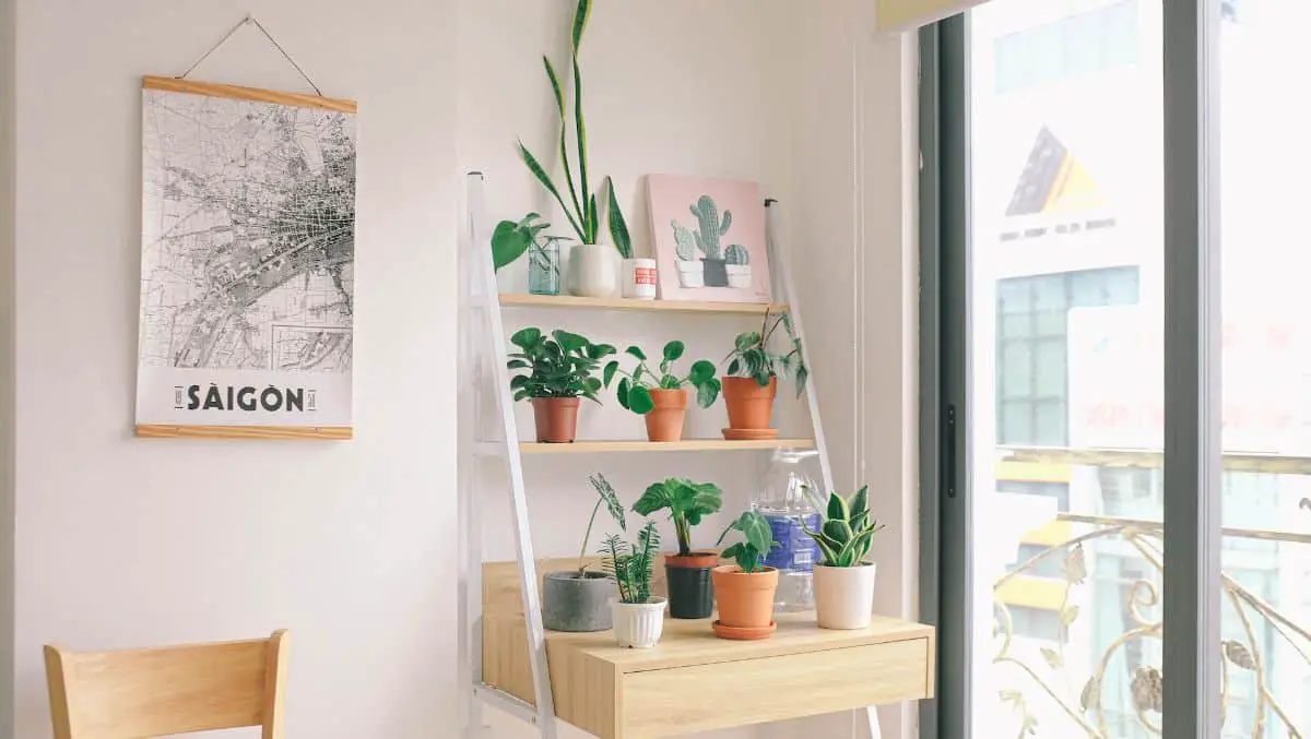 The best small indoor plants for any corner