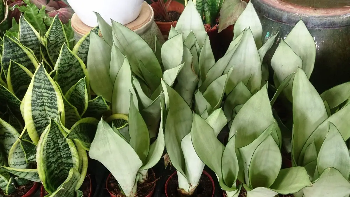 Sansevieria moonshine, the hardy plant with clear leaves