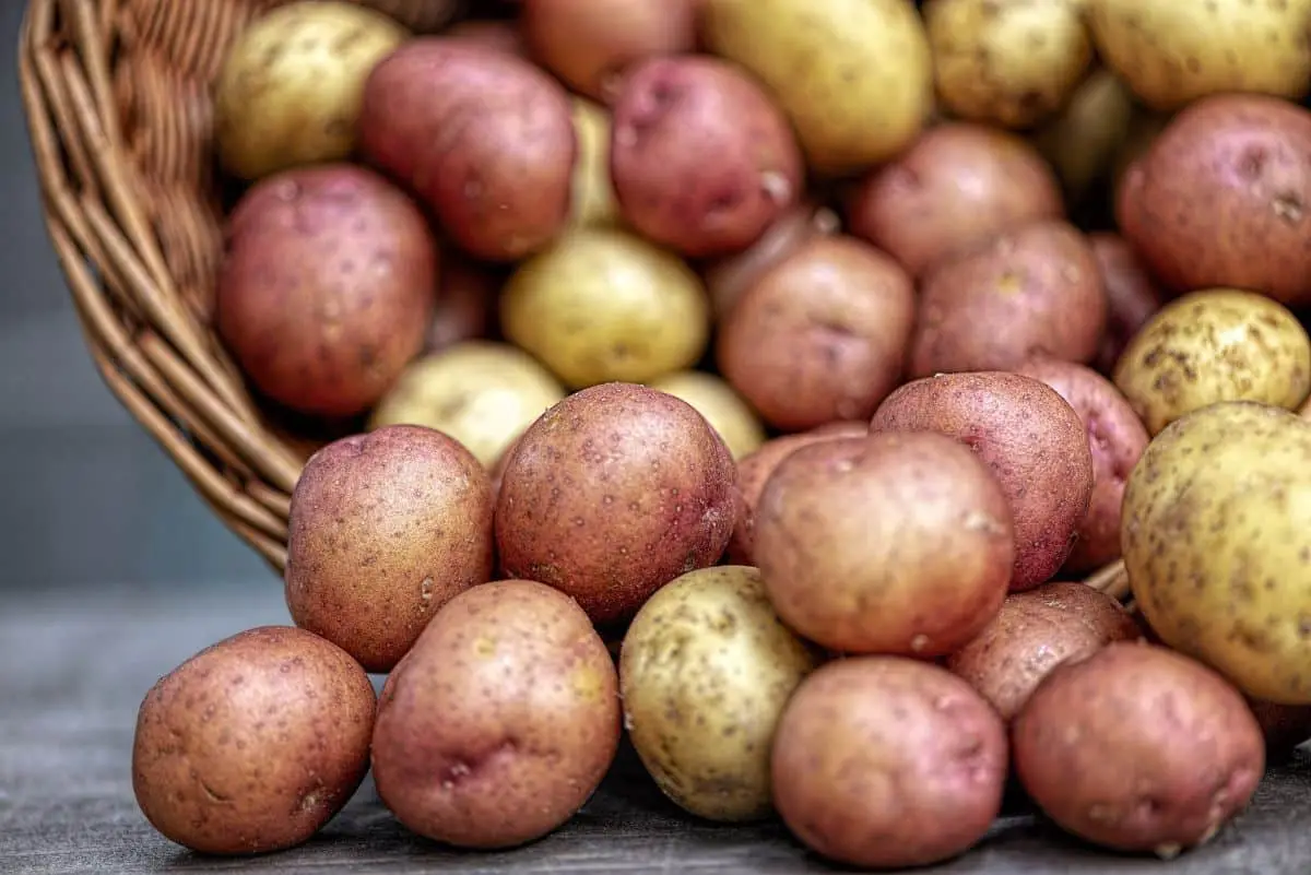 Varieties of potatoes: know the most popular and rare