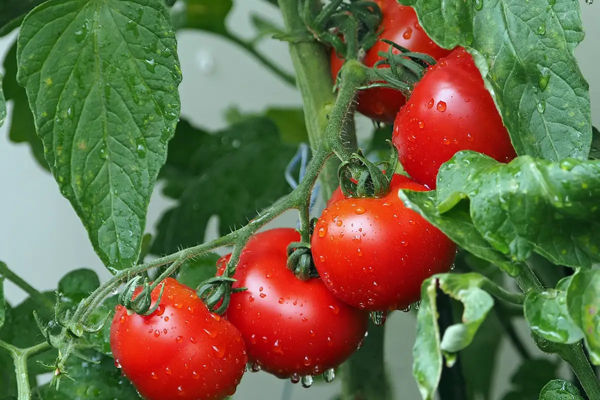 How to fertilize tomato plants