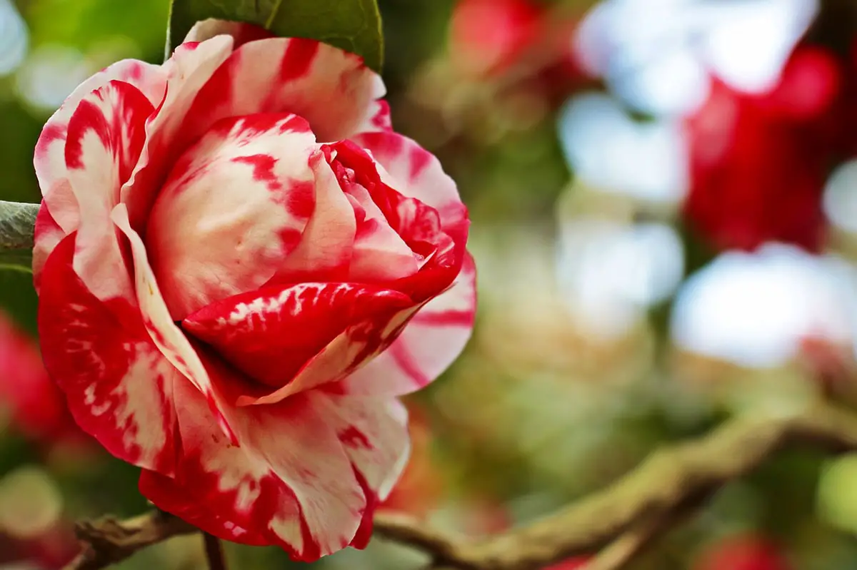 How to care for a camellia cutting in water?