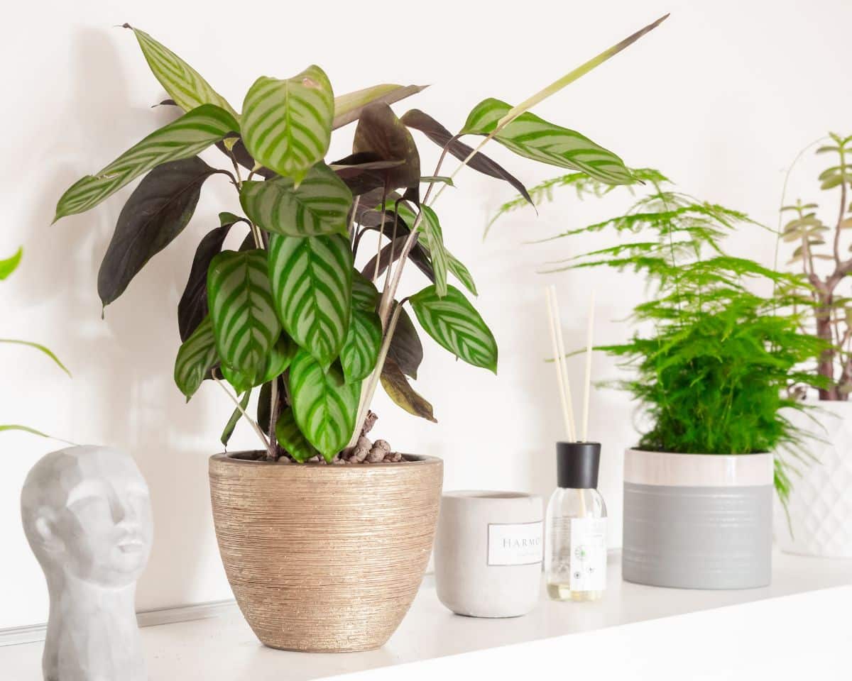 How to recover a calathea with fallen leaves?