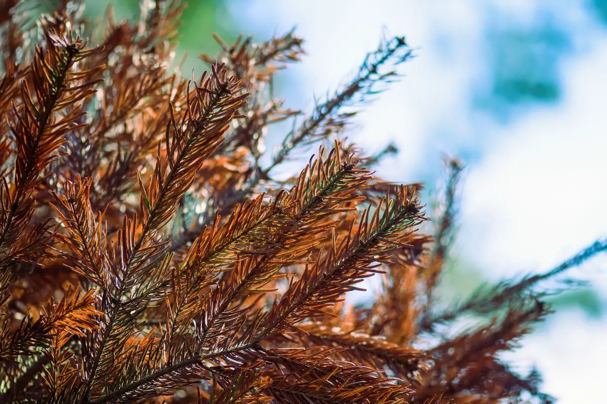 Why does potted pine dry up?  The reasons and solutions
