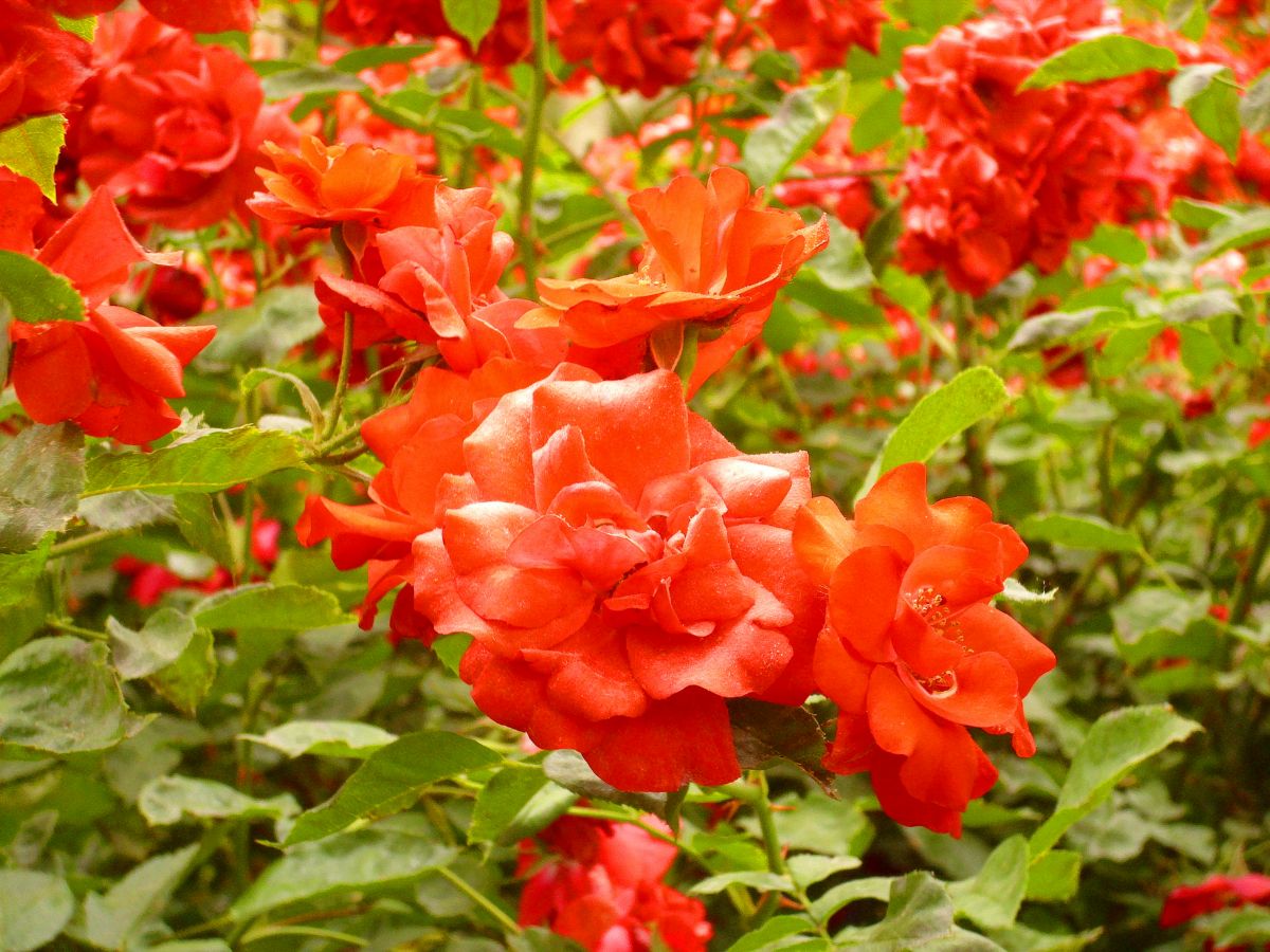 Rosa ‘La Sevillana’: everything you need to know about this cultivar