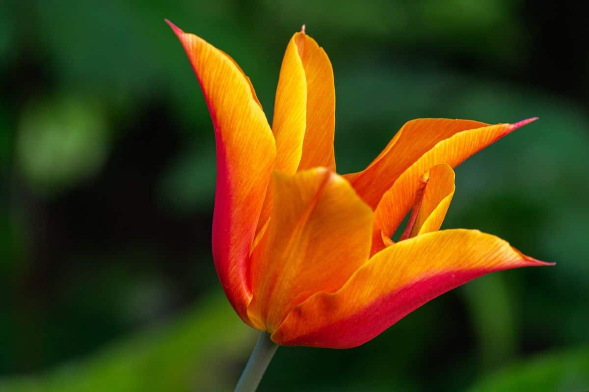 Ballerina Tulip: Everything You Need to Know About the Dancing Tulip