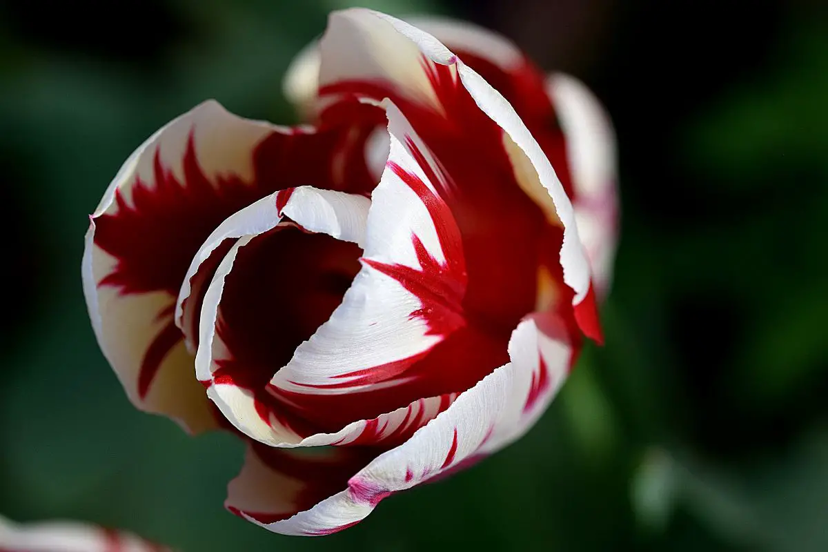 Rembrandt tulip: characteristics and care of this variety