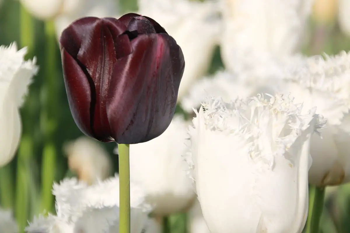 Tulip queen of the night, the darkest of all