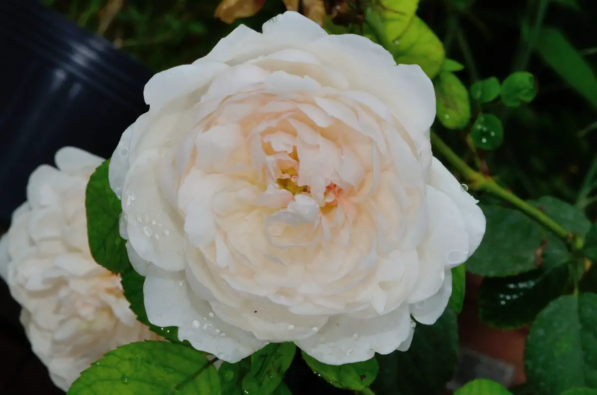 What is the Glamis Castle rose: Origin and cultivation