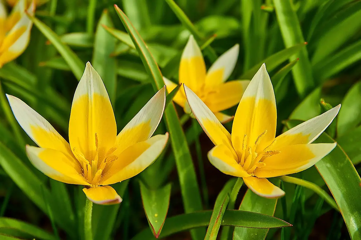 Tulip Tarda, a lovely yellow and white flower