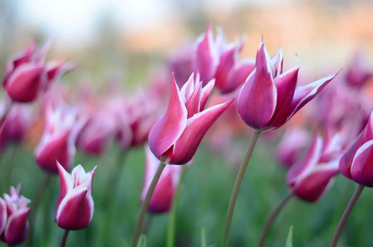 This is the China Pink tulip, the flower that wants to be a lily