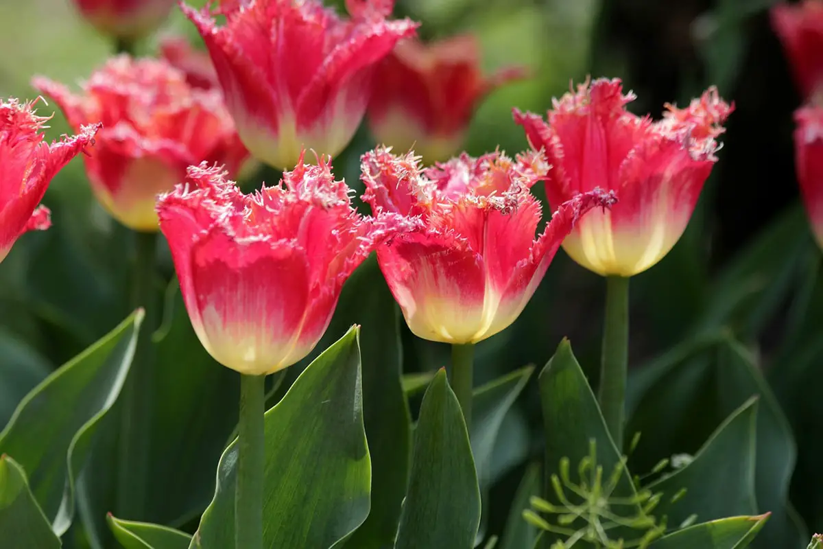 Fancy Frills Tulip: What it is and curiosities