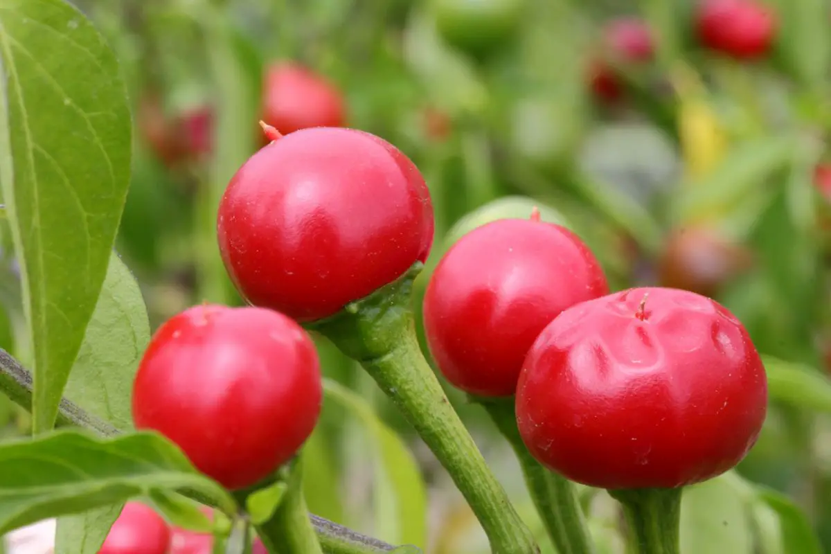 Cherry bomb: characteristics and care to grow it at home