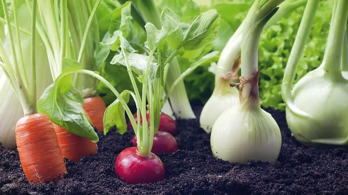 When to plant vegetables: the best tips and tricks