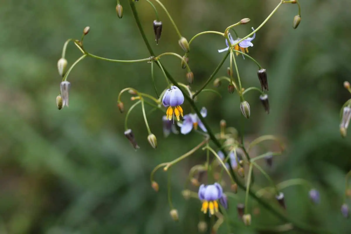 Dianella: everything you need to know about this plant with blue flowers