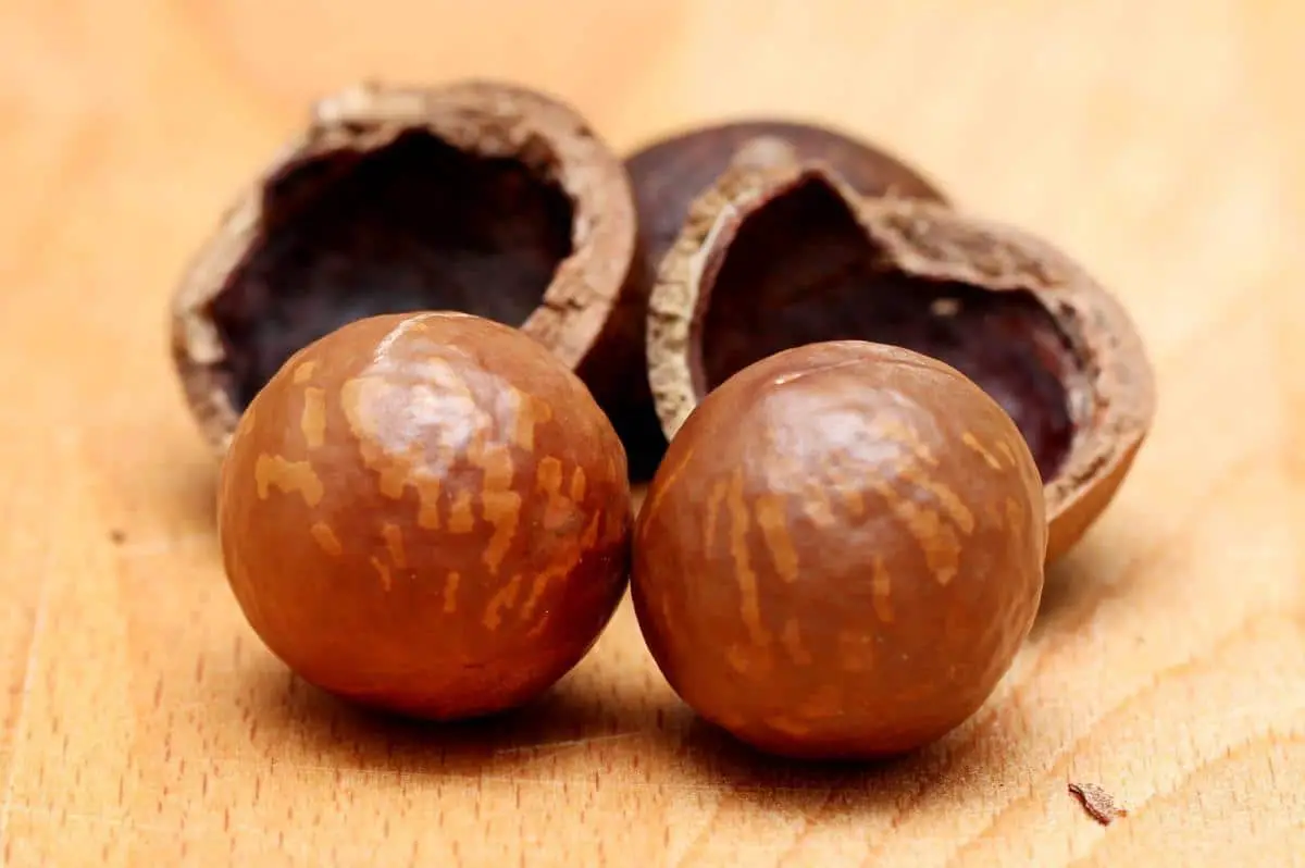 Is it possible to grow macadamia nuts in Spain?
