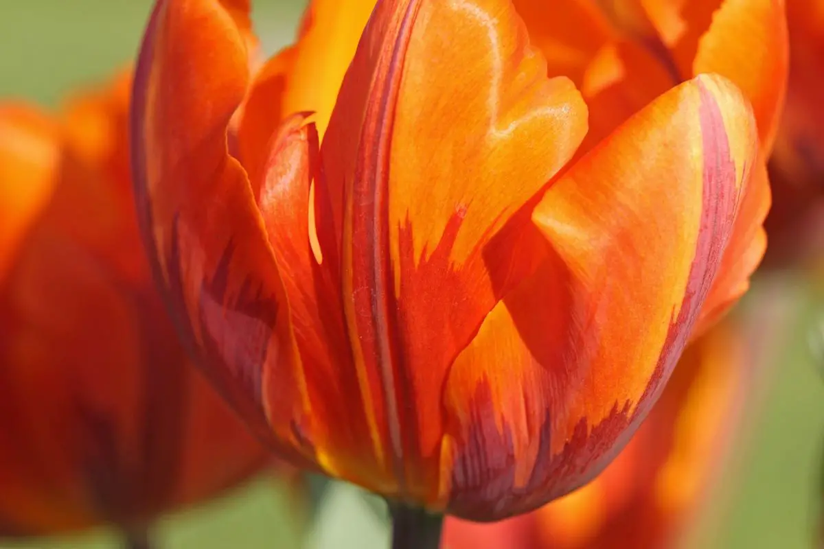 Tulip Princess Irene: everything you need to know about it