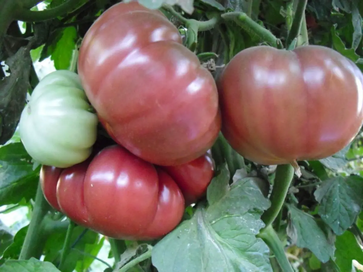 Tres cantos tomatoes: characteristics and care to grow them