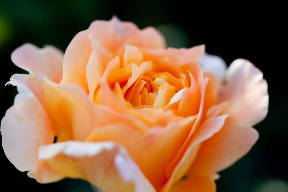 Rosa Manyo: characteristics and care to have it in the garden