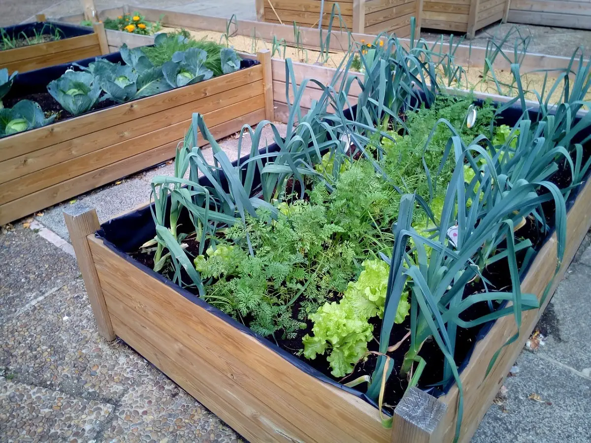 What to plant in an urban garden: the best tips and tricks