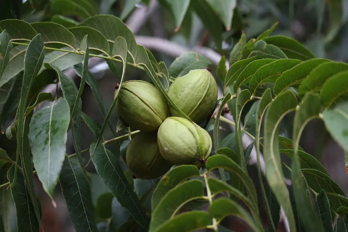 How to plant a walnut tree: When and how to do it