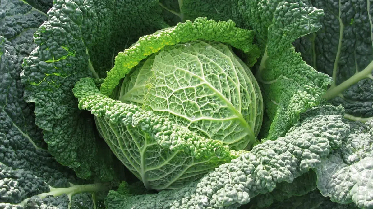 Cabbage of Milan: characteristics, cultivation and properties