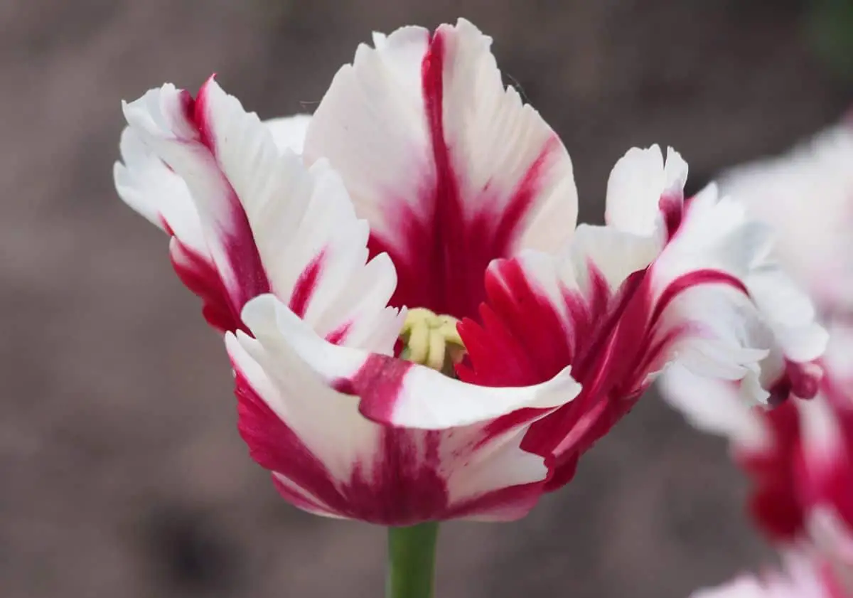 Tulip Estella Rijnveld: characteristics and care to grow it