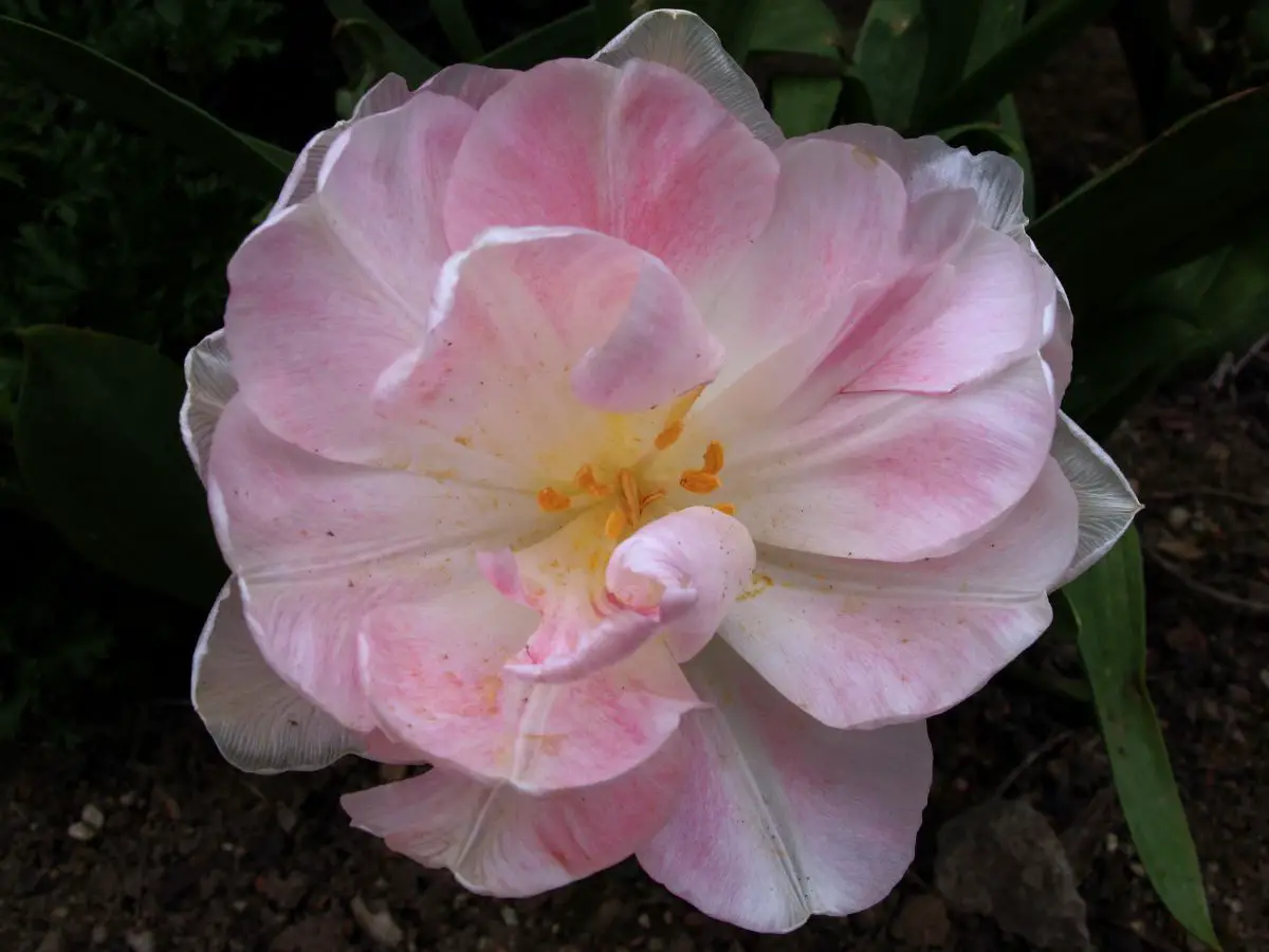 Angelica tulip: main characteristics and care