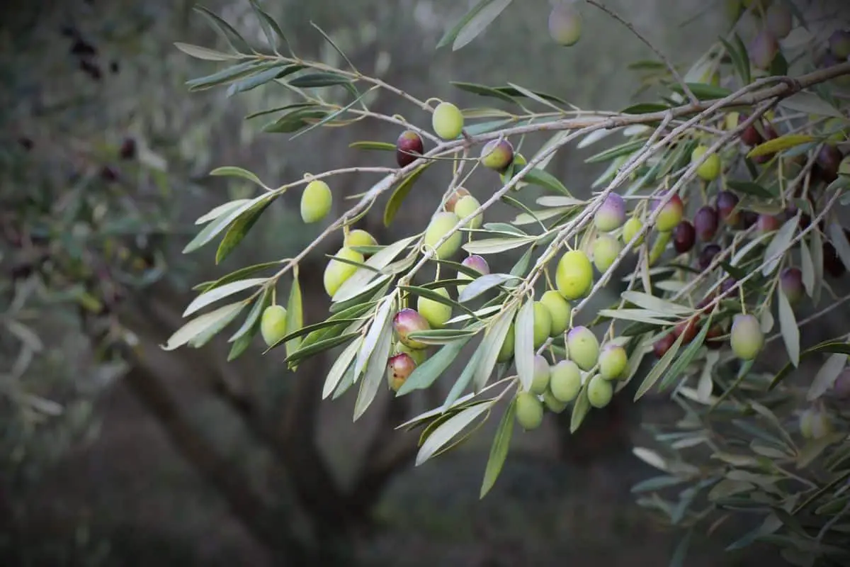 Copper for olive trees: when to apply it, which one is better and other information